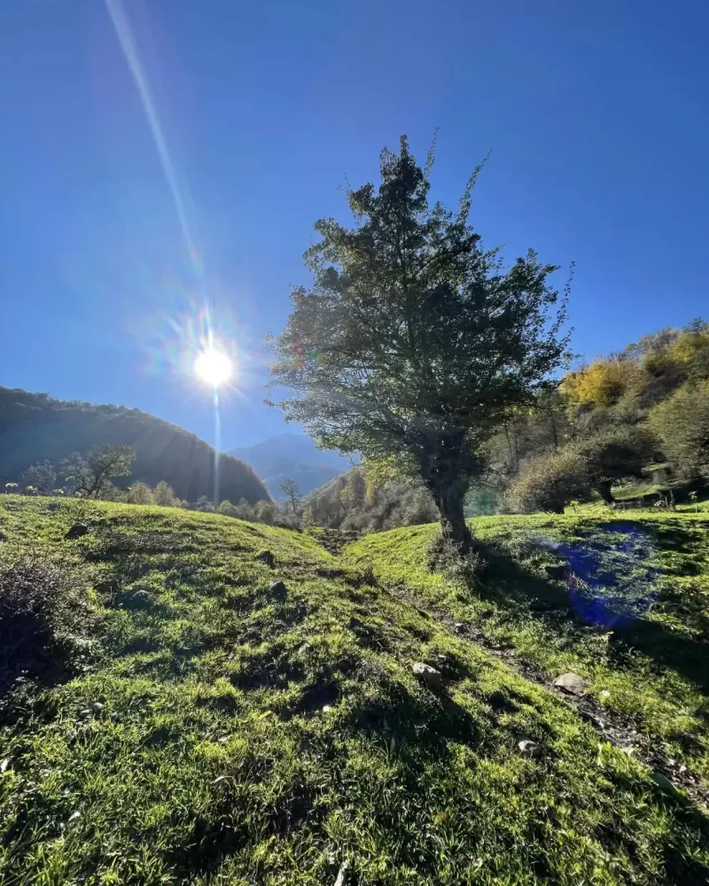 جنگل تیار - تصویر 3