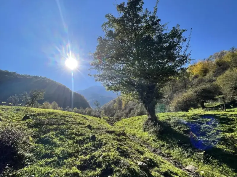 جنگل تیار - تصویر 3