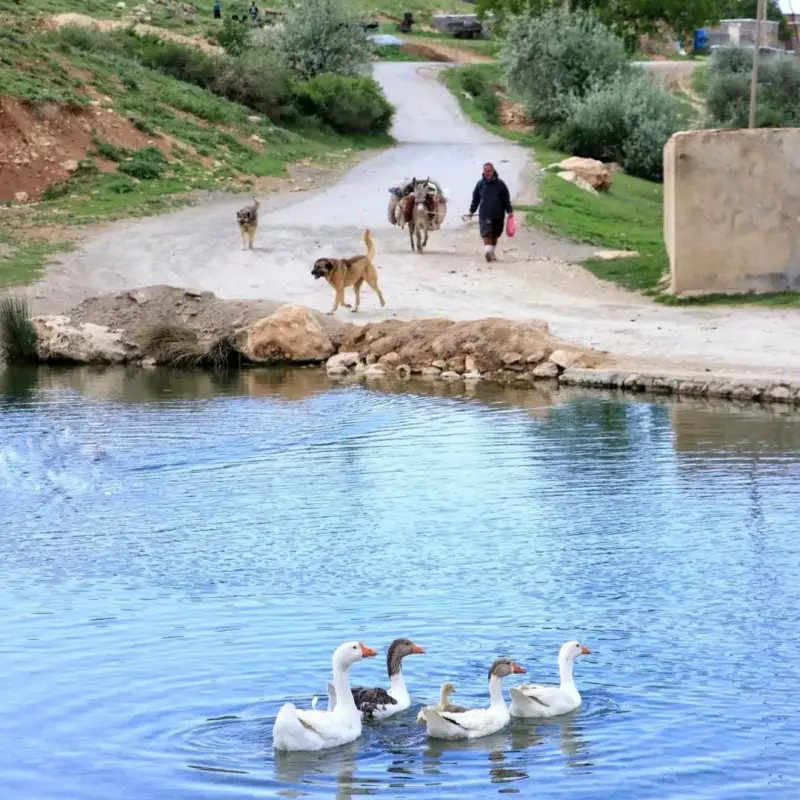 روستای ترجان - تصویر 2