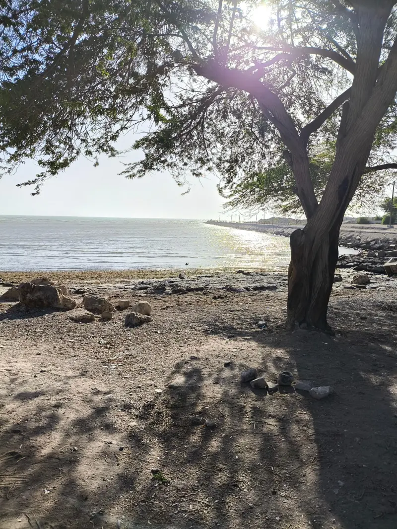 بوستان ساحلی‌ شغاب - تصویر 6