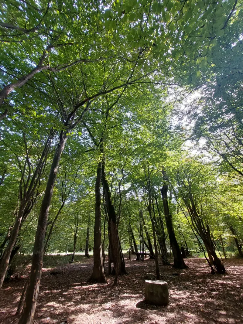 پارک جنگلی نور - تصویر 11