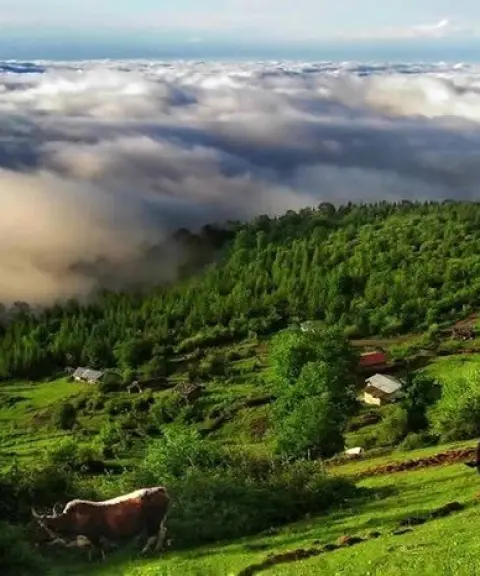جنگل سیاهداران، گیلان