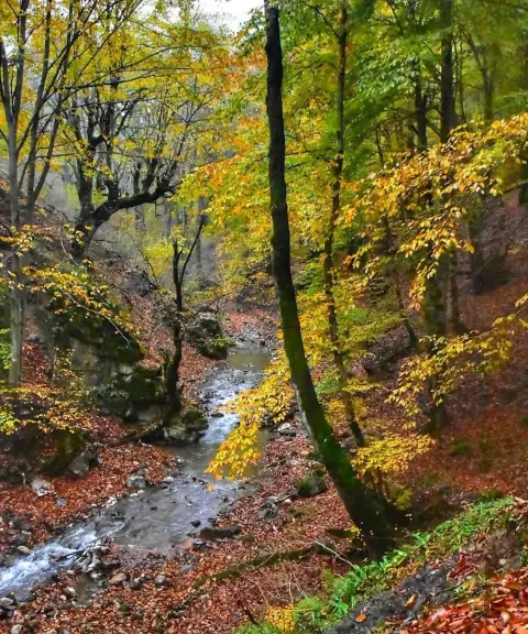چشمه بزلا، مازندران