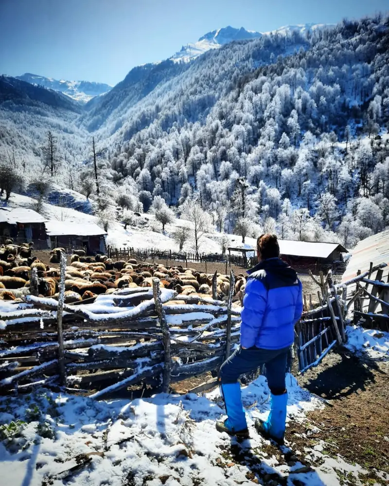 جنگل تیار - تصویر 8