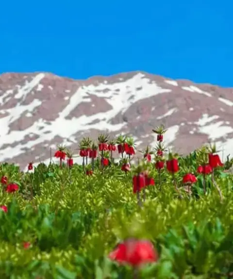دشت لاله‌های واژگون کوهرنگ، چهارمحال وبختیاری