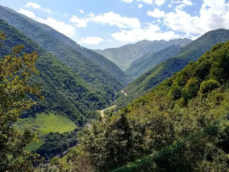 جنگل مجل