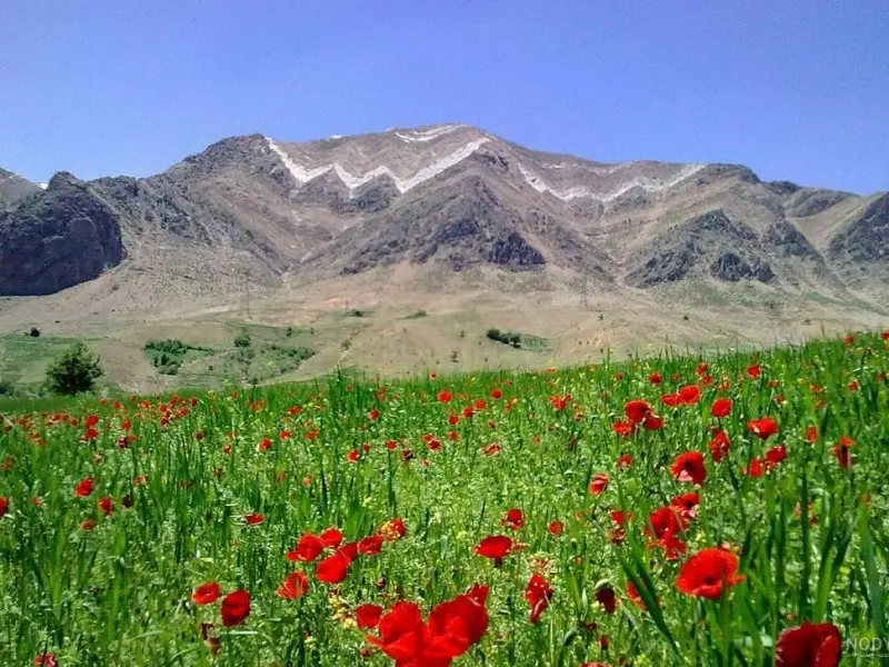 دشت لالی