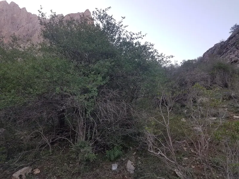 قله یافته - تصویر 2
