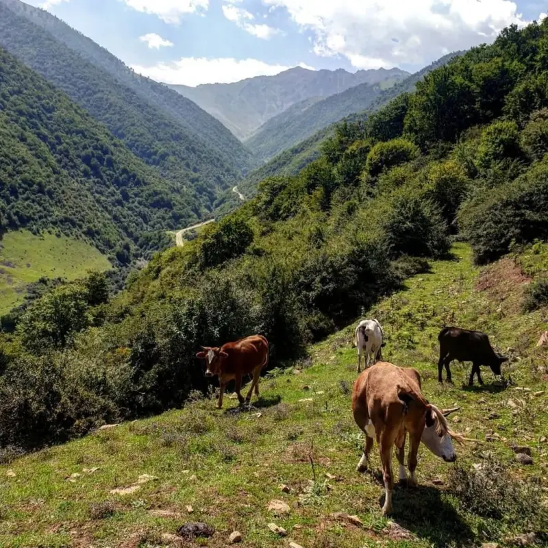 جنگل مجل - تصویر 3