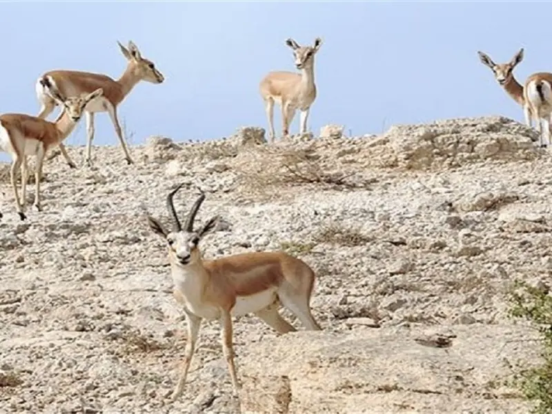 منطقه حفاظت شده سهند - تصویر 7