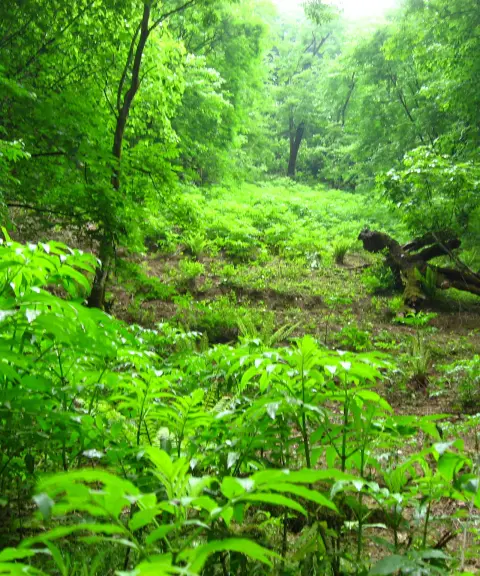 پارک جنگلی سوجاق، گلستان