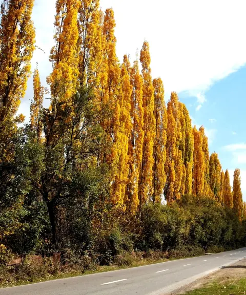 پارک جنگلی زاهدکلا، مازندران