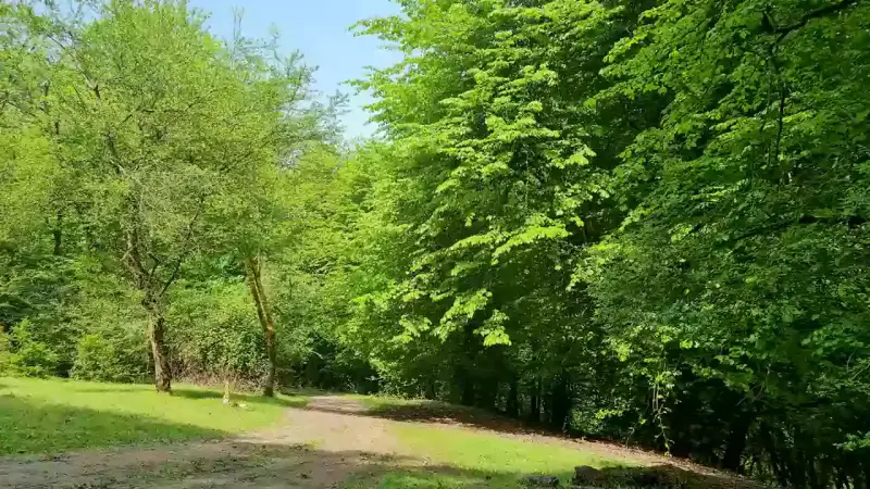 جنگل بلیران - تصویر 1