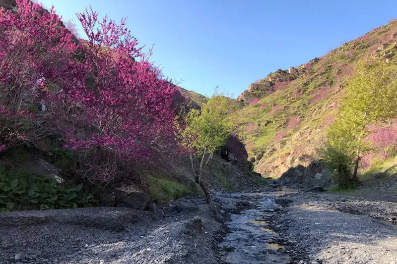 دره ارغوان دامچه - تصویر 3