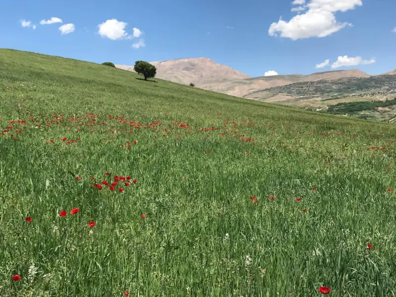 تالاب غربی سولگان - تصویر 3