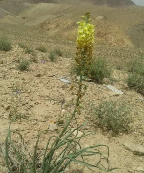 منطقه حفاظت شده آرک و کرنگ، خراسان جنوبی