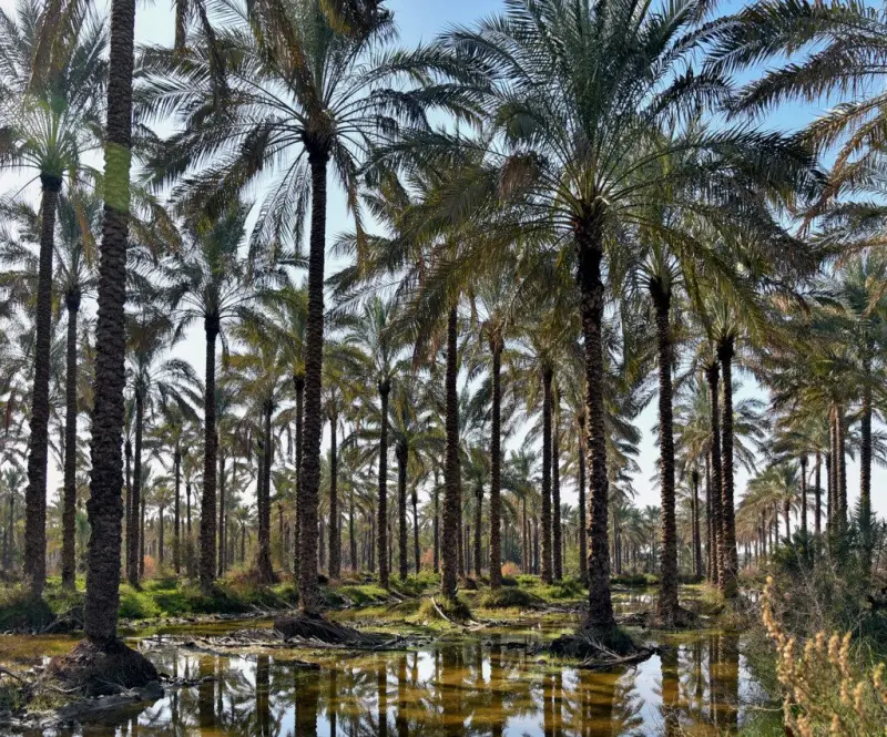 نخلستان آبپخش - تصویر 1