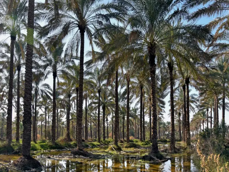 نخلستان آبپخش - تصویر 1